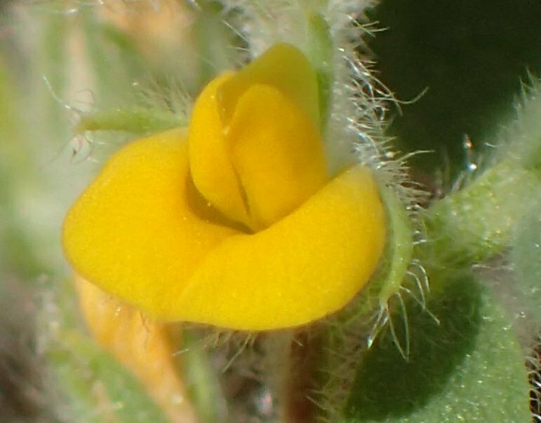 High Resolution Acmispon wrangelianus Flower